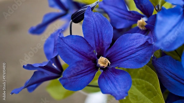 Obraz blue iris flower