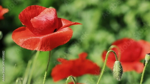 Fototapeta red poppy in the field