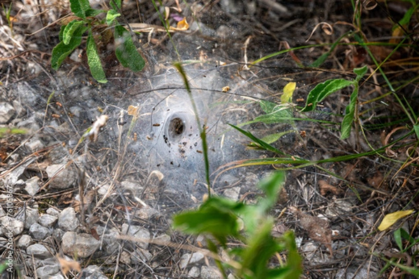 Obraz Funnel web of a funnel weaver spider, Milna, Croatia