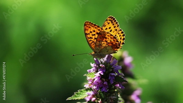 Obraz butterfly on flower