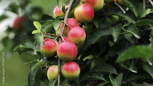Obraz plums on a branch
