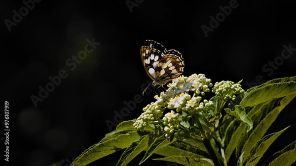 Obraz butterfly on flower