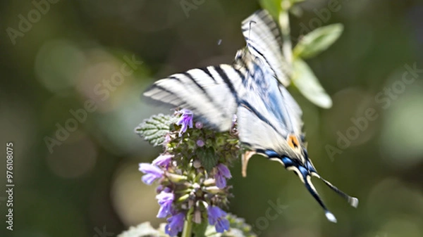 Obraz butterfly on a flower