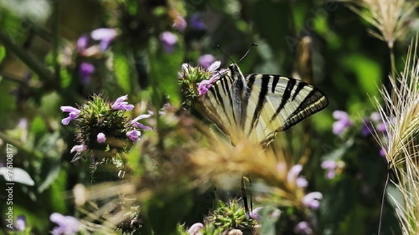 Obraz butterfly on a flower