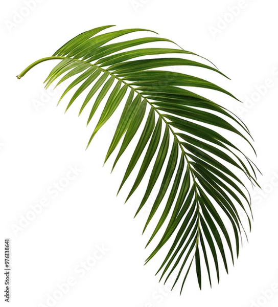 Fototapeta A single lush green palm leaf gracefully arching in a bright and well-lit environment