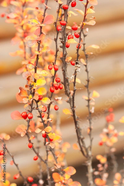 Fototapeta red autumn leaves