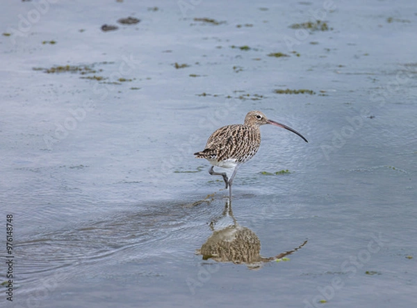 Obraz Common curlew - Numenius arquata