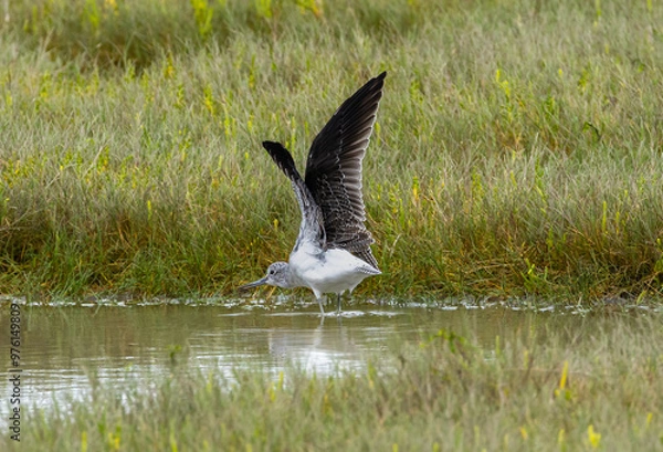 Obraz Common greenshank - Tringa nebularia