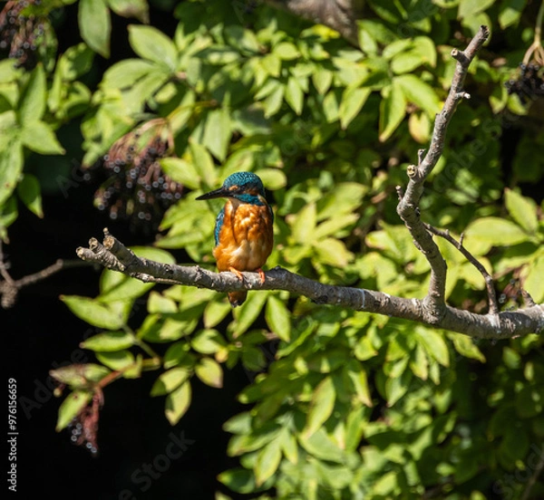 Fototapeta Kingfisher - Alcedo atthis