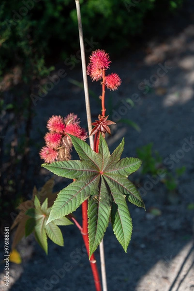 Fototapeta Rizinus (Ricinus communis L.), Deutschland