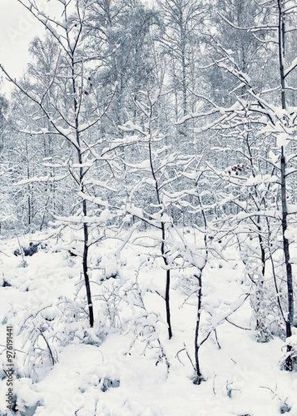 Obraz snow covered trees