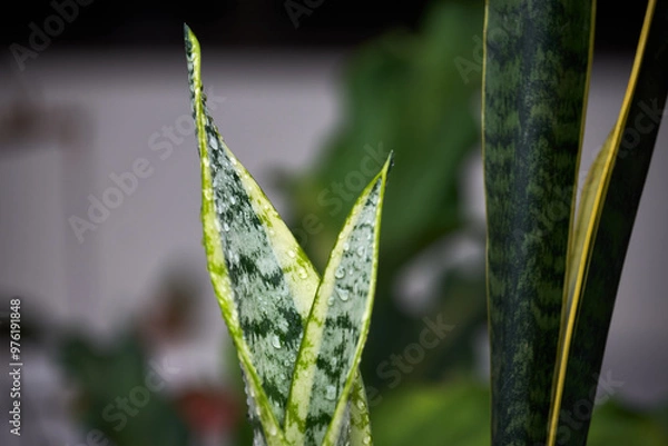 Fototapeta Close-up of a water-dappled plant with sharp, green and white variegated leaves. The dark background emphasizes the freshness and natural beauty of the dew-covered foliage.