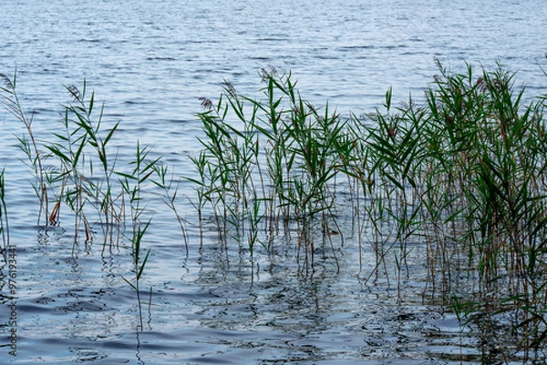 Fototapeta beautiful view of the lake on a gray day with green reeds on the shore in autumn