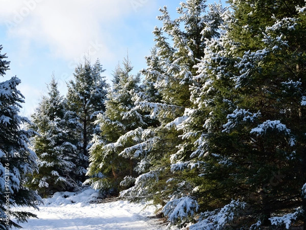 Fototapeta Snow Covered White Spruce (Picea glauca)