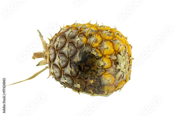 Obraz rotten pineapple isolated on white background