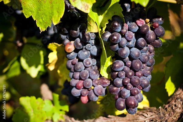 Fototapeta Grapes