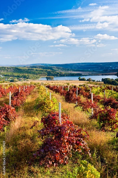 Obraz Czerwona winnica