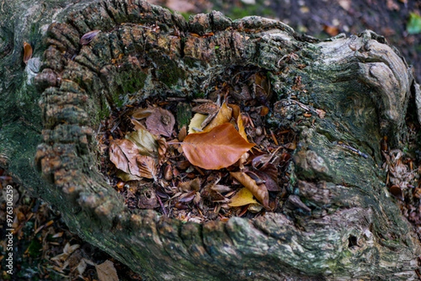 Obraz arbre et feuilles à l'automne
