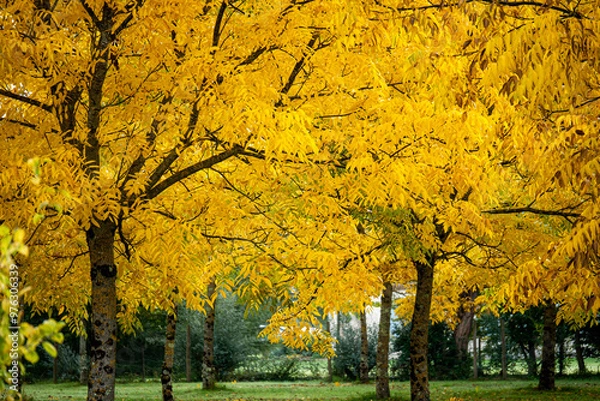 Obraz paysage d'automne