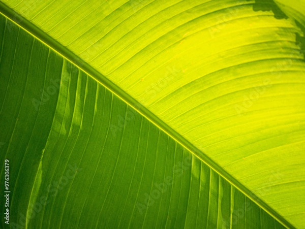 Obraz feuille verte et texture