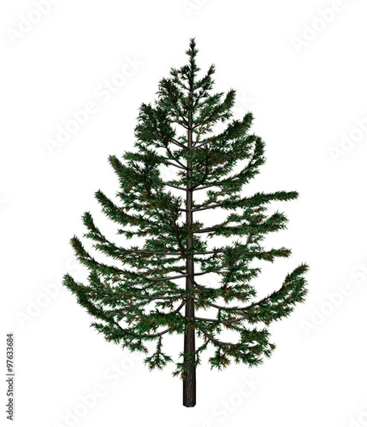 Obraz Pine
