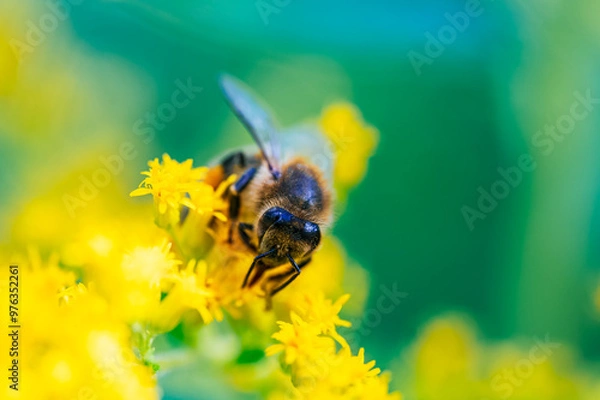 Obraz Honeybee Pollinating Yellow Flower in Macro Shot