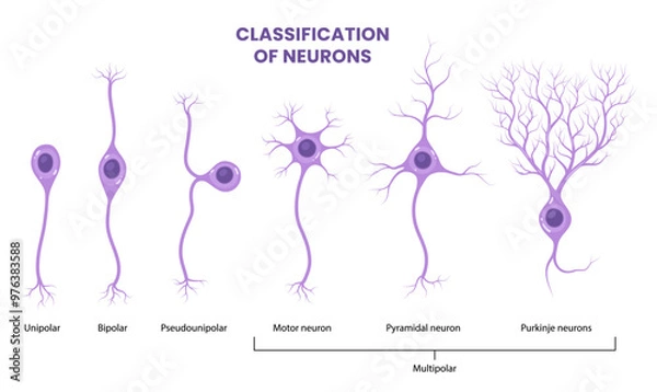 Fototapeta Vector Neuron Types isolated on white background