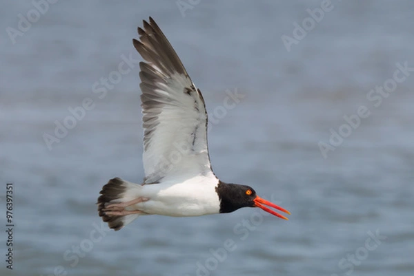 Obraz Flying Oystercatcher