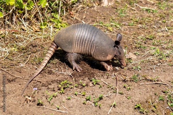Obraz armadillo on the ground