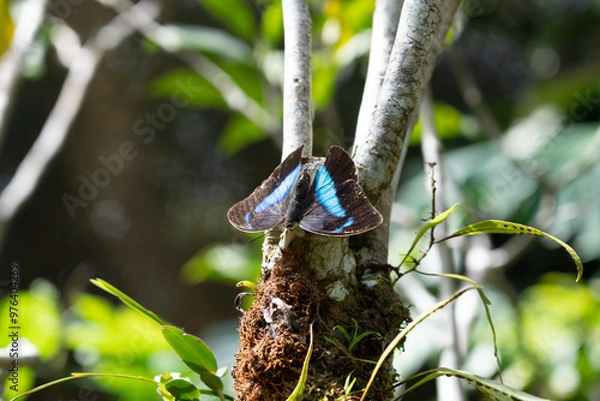 Obraz butterfly on a branch