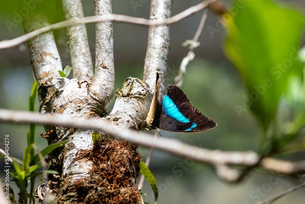 Obraz blue butterfly on a branch
