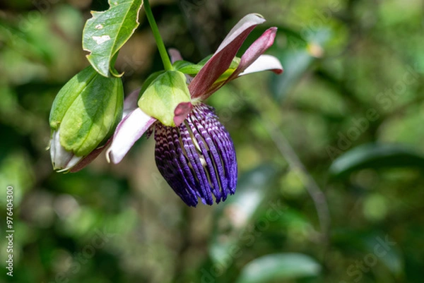 Obraz close up of a purple flower