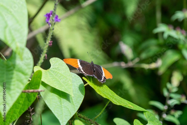 Obraz black and orange butterfly on leaf