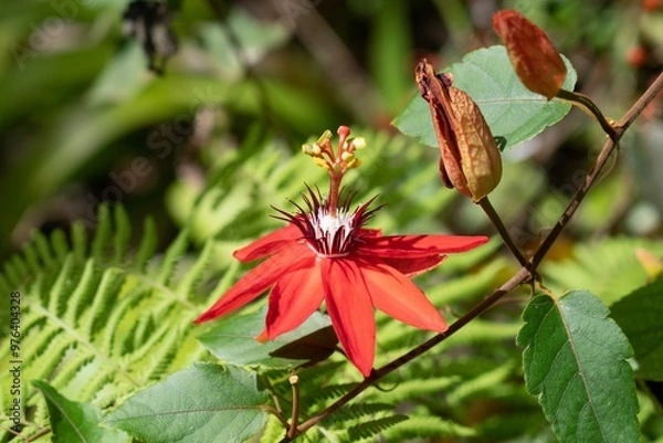 Obraz red and yellow flower