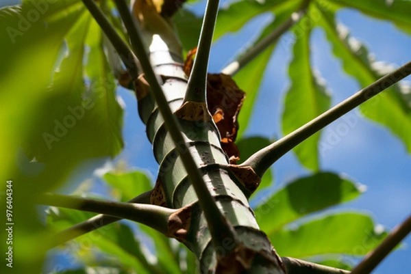 Obraz tropical tree