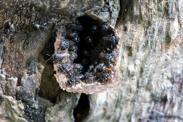 Obraz bees in a tree