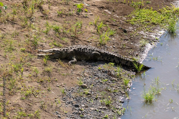 Obraz crocodile entering the water