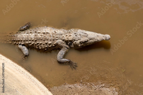Obraz crocodile in the water