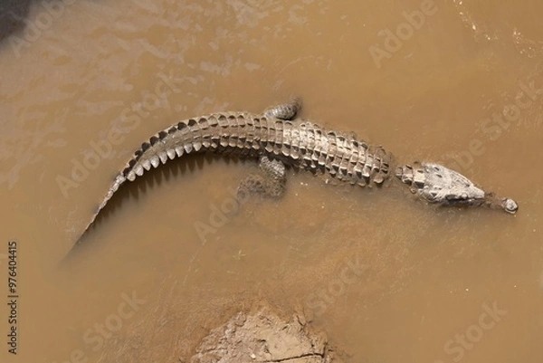 Obraz crocodile in the water