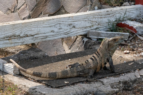 Obraz iguana on the sand