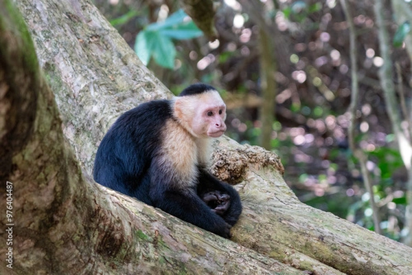 Obraz capuchin monkey sitting in a tree