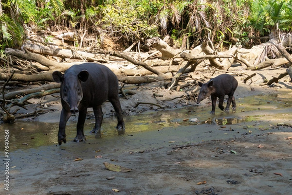 Obraz tapir with baby tapir