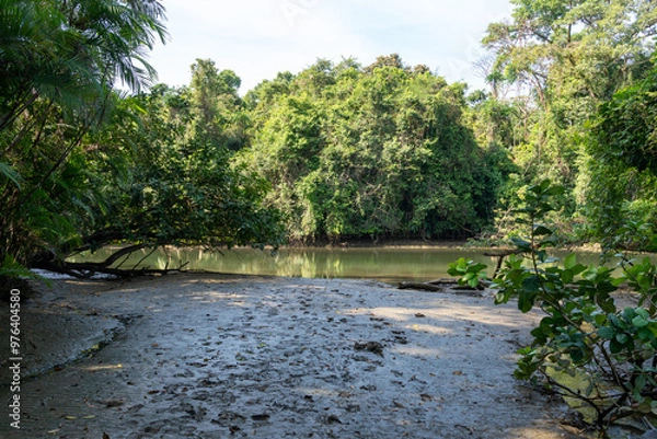 Obraz river in the rainforest