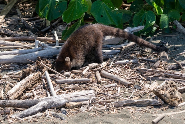 Obraz monkey on the beach