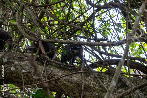 Obraz raccoon on a tree