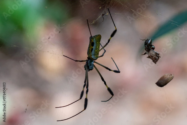 Obraz spider on a web