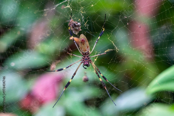 Obraz spider on a web