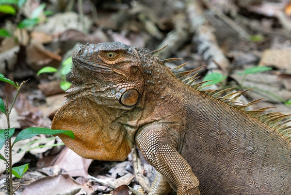 Obraz iguana in a forest