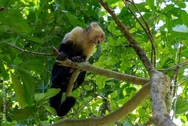 Obraz capuchin monkey sitting on a branch
