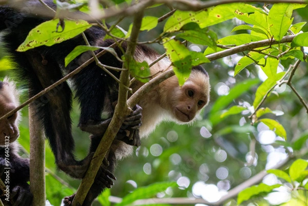Obraz monkey in a tree